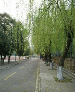 新集中心校中学部