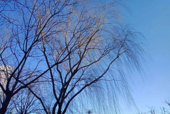 山西同文职业技术学院