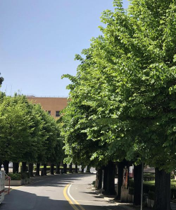 威罗都会学院