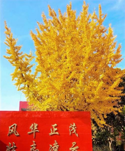 沈丘县槐店回族镇风华学校环境