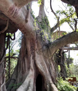 温哥华神学院