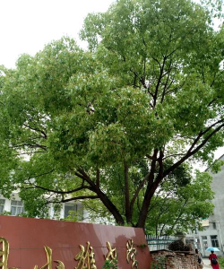 三门县小雄中学