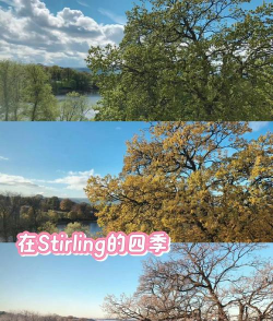 斯特林大学