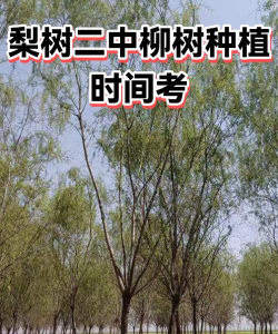 梨树二中