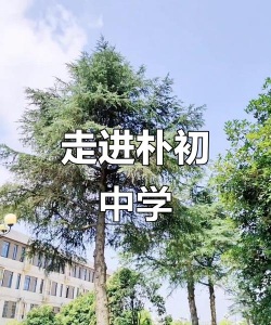 朴后中学