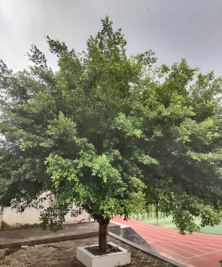 灵山县旧州中学