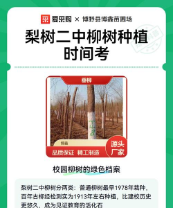 梨树二中