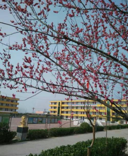 西华县青华中英文学校初中阅读区