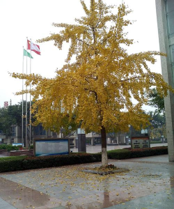 什邡中学阅读区