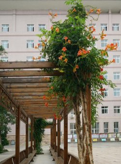 石河子市育英学校